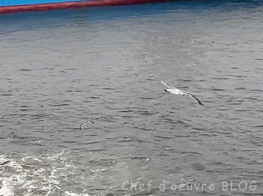 出港時に船の周りを飛んている鳥